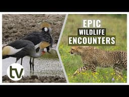 Big Cat Cub Updates, Baby Antelopes, and Aquatic Birds...and an Endangered Bird Species is spotted