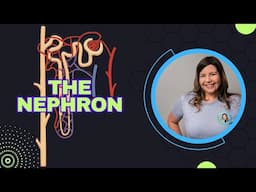 The Nephron: How Your Kidneys Filter Blood & Maintain Balance
