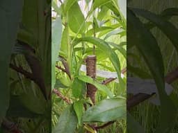 Peach Tree Pruning Regrowth. #fruittree #food #garden