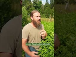 Calm Your Heart & Nerves with Lemon Balm