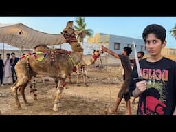 Angry Camel Qurbani Gone Wrong😳Rassi Tor Di😡