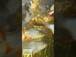 Tinfoil Barbs, Tilapia, and Silver Dollars under RED ROOT FLOATERS!