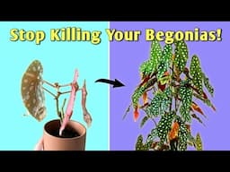 Get A Healthy Begonia Plant FAST! - Begonia Plant Care Tips Indoor
