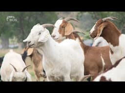 Goats return to River Valley to control regrowth | Thursday, June 12, 2025 | Landon Hickok | BCN