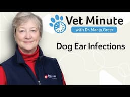 Vet Minute: Why Does My Dog Keep Getting Ear Infections