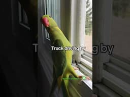 What can I say 😂 #parrots #pets #birds #shorts #funny #birb #lol