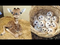 AWW Animals SOO Cute! Cute baby animals Videos Compilation cute moment of the animals #13 2025
