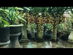ĐẠI HẠ GIÁ Lan Kiếm PHAN TRÍ, XANH HUẾ, Đỏ Mỹ, ĐỊA LAN ĐẠI KIỀU BẠCH NGỌC - LAN RỪNG LÂM ĐỒNG