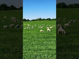 After the Bluegrass Classic Sheepdog Trial 2025 #bluegrass #sheep #serenity