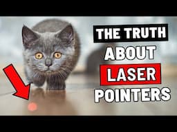 Cat Experts Warn: Stop Using Laser Pointers LIKE THIS