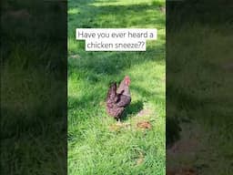 Have you ever heard a chicken sneeze?