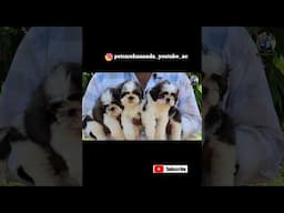 Best Dog Kennel in Banglore #dogkennel