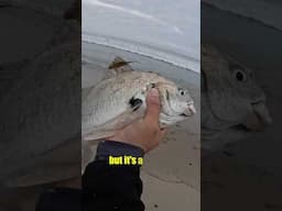 Chasing Halibut but…. [SoCal Surf Fishing]