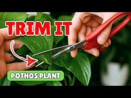 How to Trim Pothos Plant – 4 Different Varieties ✂️ 🪴
