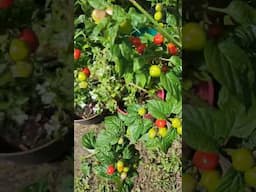 Our new garden started to produce 😍