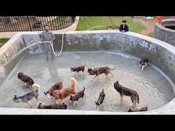 Sb Dogs Ki Pool Party kra Di😍