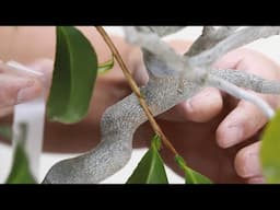 良い椿盆栽の作り方　衣替え　椿(出雲大社)