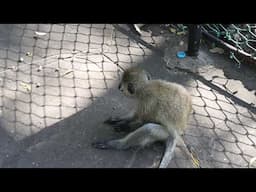 Funny monkeys #monkey #monkeys #funny #funnyvideo #youtube