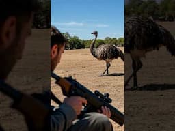 War that Human Lost to Birds