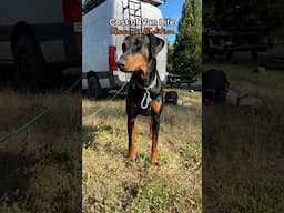 Trust fund van lifer 😂 #vanlife #doberman #vanlifers