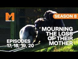 Losing Their Mother So Young in Monkey Life | S08 E17, 18, 19 & 20 | Full Episodes