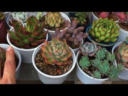 THE MEASUREMENTS OF MY SUCCULENT POTS
