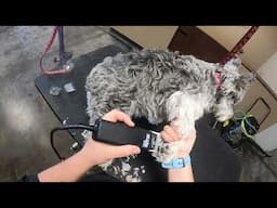 Schnauzer Grooming Surprise Results!