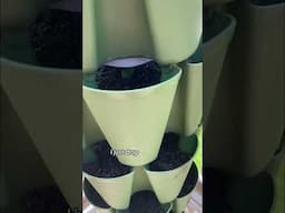 Planting the Greenstalk for summer.