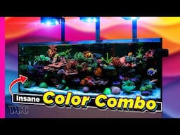 From Beginner To Color Pro In Just 5 Years! | Colton Rice Tank Tour