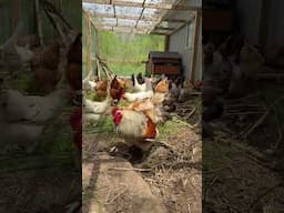 Chickens love garden scraps #homesteading #chicken