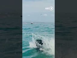 🐶🌊  Portugiesische Wasserhunde - Treue Begleiter| ARD Reisen #ardreisen #portugal #algavre #lagos
