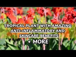 How Canna Lily Has Been Used for Centuries — Medicine, Food & Natural Beauty / Earth's Medicine