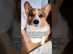 My Dog is Just Like Me 😱 #shorts #corgi #dogs