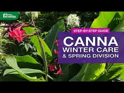 Canna winter storage & spring division | Step-by-step guide