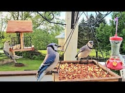 Bird Feeders In Maryland | CAT TV - Birds For Cats To Watch | Relaxing Bird Sounds For Deep Sleep