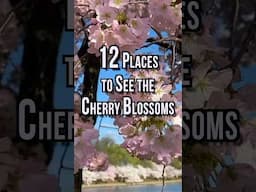 12 Places to SEE Cherry Blossoms!