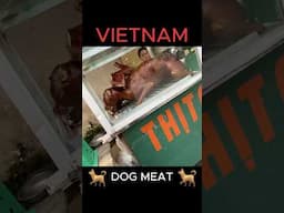 VIETNAM: DOG MEAT IS NOT SOLD TO FOREIGNERS 🇻🇳