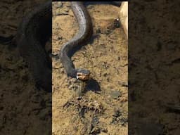 Six Cottonmouth Snakes In 60 Seconds, Berry Picking, #moccasins