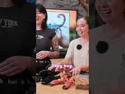 Juliakins walks us through how she thinks scorpions boink #alveussanctuary #mayahiga #juliakins