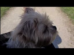 Just A Little Bike Ride With My Dog | We found a new place to go on a mini adventure.