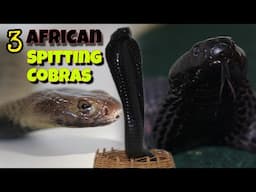 3 INCREDIBLE African Spitting Cobras!