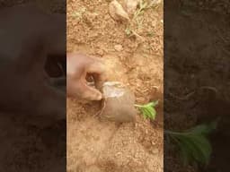 ugu transplant morning