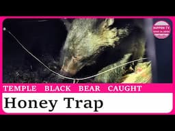 Temple black bear captured after 5 days