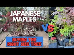 Japanese Maples: Buying the right size tree