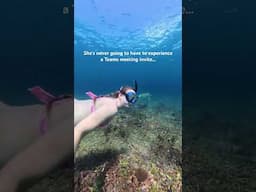 why turtles are the luckiest sea creatures #freediving