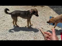 We Finally Caught the Unknown Dog That Was Wandering Around The Shelter! - Takis Shelter