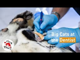 The Dentist Visits LIONSROCK | LIONSROCK Big Cat Sanctuary