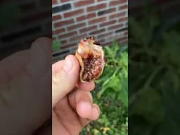 Barnissotte Fig - Amazing Texture #fig #figtree #figboss #gardeningtips #fruittrees