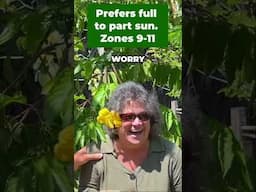 YELLOW HIBISCUS BLOOPER: Filming Fun in the Florida Sun! #garden #ihavethisthingwithplants #flowers