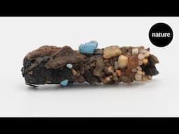 Microplastic pollution found in insect casing from 1971